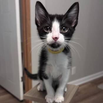Cinnamon Twist -  Domestic Short Hair Cat for Adoption in Chattanooga, Tennessee - Cinnamon Twist | PetCurious