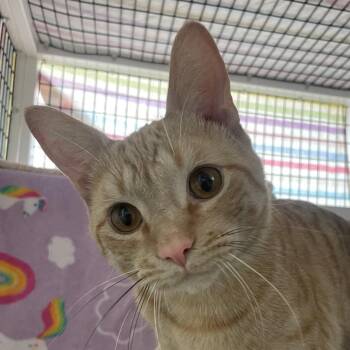 Squeaks -  Domestic Short Hair Cat for Adoption in Chicago, Illinois - Squeaks | PetCurious