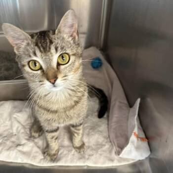 Domestic Short Hair Cats Available for Adoption in Madison, Wisconsin - Poppy | PetCurious