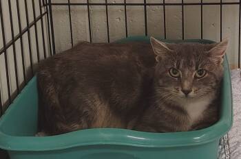 Rescue Domestic Short Hair Cats for Adoption in Saint Clairsville, Ohio - Tinker Belle | PetCurious