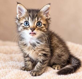 Rakki -  Domestic Long Hair Cat for Adoption in Rosenberg, Texas - Rakki | PetCurious