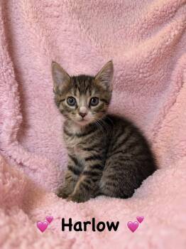 Domestic Short Hair Cats Available for Adoption in Copley, Ohio - Harlow  | PetCurious