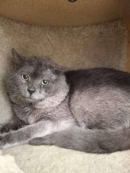 FRAZETTA -  Domestic Short Hair Cat Available for Adoption in Ironwood, Michigan - FRAZETTA | PetCurious