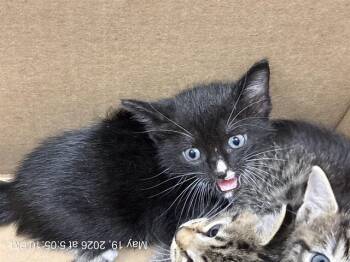 A382659 -  Domestic Short Hair Cat for Adoption in Ocala, Florida - A382659 | PetCurious