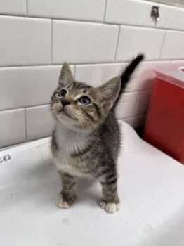Lilac -  Domestic Short Hair Cat for Adoption in Atlanta, Georgia - Lilac | PetCurious