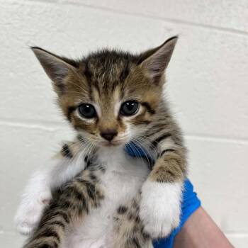 Chipmunk -  Domestic Short Hair Cat for Adoption in Lyndhurst, Virginia - Chipmunk | PetCurious