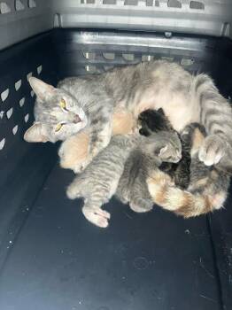Boober -  Domestic Short Hair Cat for Adoption in Alafaya, Florida - Boober | PetCurious