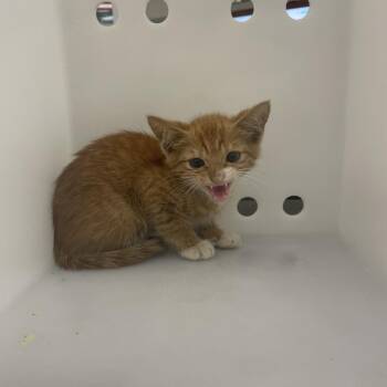 Tang -  Domestic Short Hair Cat for Adoption in Columbus, Georgia - Tang | PetCurious