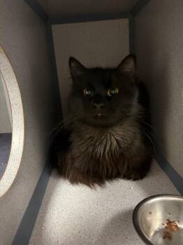 Domestic Long Hair Cats Available for Adoption - Simon | PetCurious