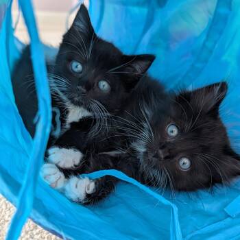 Ember(F) & Ash(M) (Bonded) -  Tuxedo and Domestic Short Hair Cat for Adoption in East Amherst, New York - Ember(F) & Ash(M) (Bonded) | PetCurious