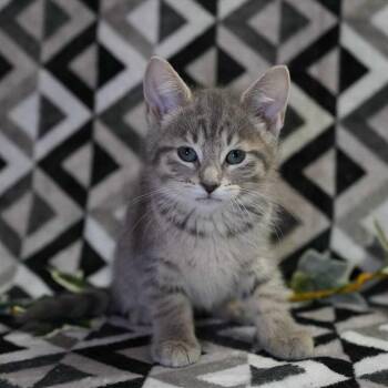 Domestic Short Hair Cats Available for Adoption in Wheaton, Illinois - Sienna | PetCurious