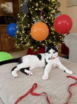 Baguette -  Domestic Short Hair Cat for Adoption in Alafaya, Florida - Baguette | PetCurious