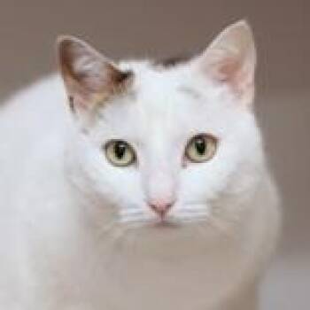 Momo -  Domestic Short Hair Cat for Adoption in Hilliard, Ohio - Momo | PetCurious