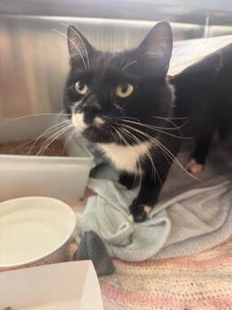 Xican -  Domestic Short Hair Cat for Adoption in Stratham, New Hampshire - Xican | PetCurious