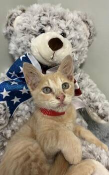 Peanut -  Domestic Short Hair Cat for Adoption in Picayune, Mississippi - Peanut | PetCurious