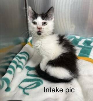 Domestic Medium Hair and Domestic Short Hair Cats Available for Adoption in Fort Worth, Texas - Goatee | PetCurious