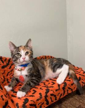Domestic Short Hair Cats Available for Adoption - Snow White | PetCurious