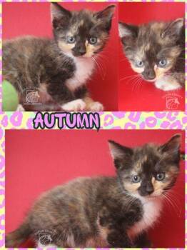 AUTUMN -  Domestic Short Hair Cat for Adoption in Kenansville, North Carolina - AUTUMN | PetCurious