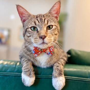 Casper Will Never Ghost You -  Tabby and Domestic Short Hair Cat for Adoption in Friendswood, Texas - Casper Will Never Ghost You | PetCurious
