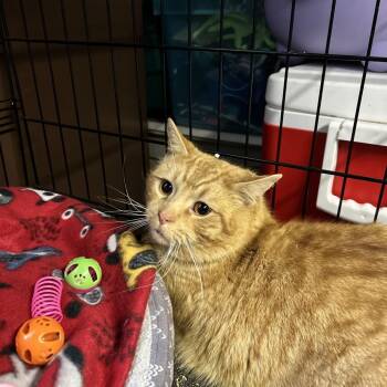 Valentino -  Domestic Short Hair Cat for Adoption - Valentino | PetCurious
