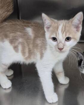 TRUMPET -  Domestic Short Hair Cat for Adoption in Vaughan, Ontario - TRUMPET | PetCurious