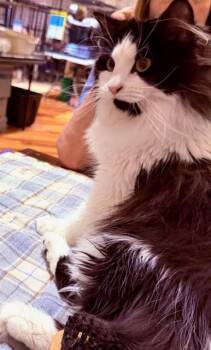 Tuxedo Cats Available for Adoption in Lake Ozark, Missouri - BARBIE BENTON | PetCurious