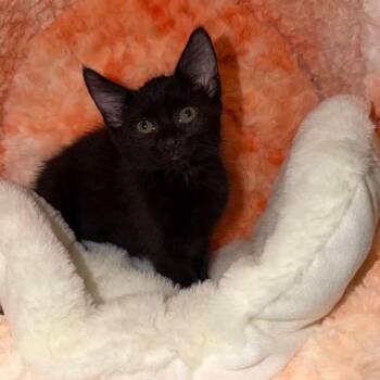 Stella -  Domestic Short Hair Cat for Adoption in Newark, New Jersey - Stella | PetCurious