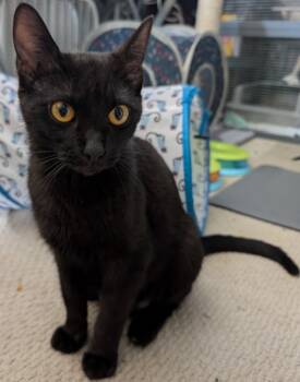 Rescue Domestic Short Hair Cats for Adoption in Brownsville, Pennsylvania - Roz | PetCurious
