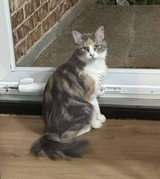 Rescue Domestic Medium Hair Cats for Adoption in Warr Acres, Oklahoma - Margaret | PetCurious