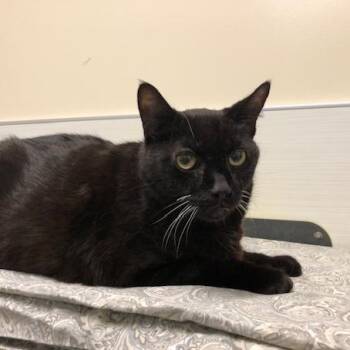 Oliver -  Domestic Short Hair Cat Available for Adoption - Oliver | PetCurious