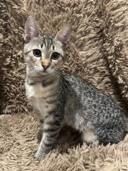 Rescue Domestic Short Hair Cats for Adoption in West Palm Beach, Florida - Charli | PetCurious