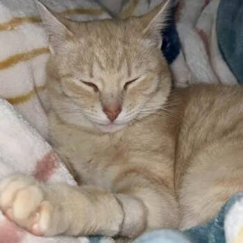 Cora -  Domestic Short Hair Cat Available for Adoption in Waxhaw, North Carolina - Cora | PetCurious