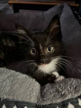 Rescue Domestic Short Hair Cats for Adoption in St. Peters, Missouri - BOOTS | PetCurious