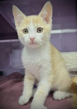 MUFFIN* -  Domestic Short Hair Cat for Adoption in Santa Cruz, California - MUFFIN* | PetCurious