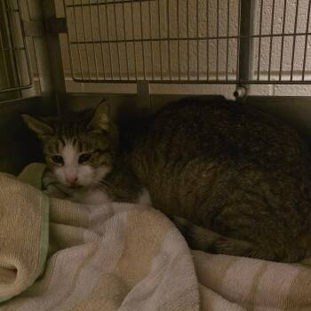 Domestic Short Hair Cats Available for Adoption in Bristol, Indiana - Bing Bong | PetCurious