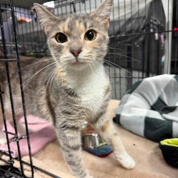 Daze -  Domestic Short Hair Cat for Adoption in Richmond, Indiana - Daze | PetCurious