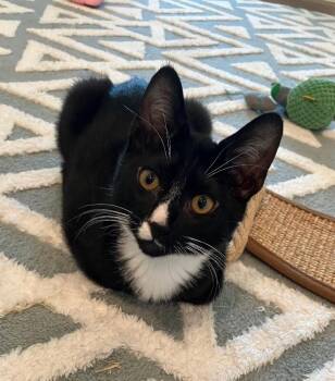 Sunny -  Domestic Short Hair Cat for Adoption in Arlington, Washington - Sunny | PetCurious
