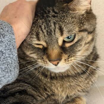 Domestic Short Hair Cats Available for Adoption - Karolina And Katrina | PetCurious