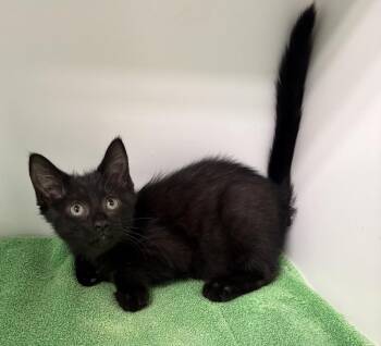 Simon -  Domestic Medium Hair Cat for Adoption in Rochester, Indiana - Simon | PetCurious