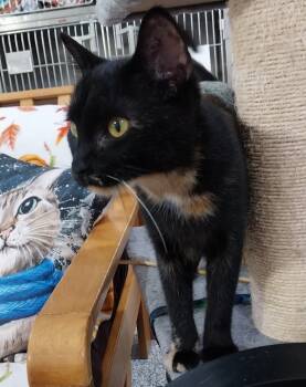 Rescue Domestic Short Hair Cats for Adoption in South Bend, Indiana - Aster *IN FOSTER* | PetCurious