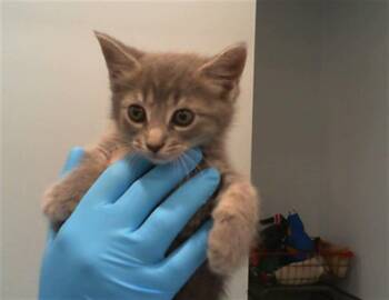 Domestic Short Hair Cats Available for Adoption in Charlotte, North Carolina - A1265380 | PetCurious