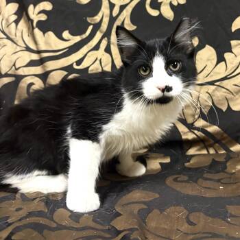HAMMY -  Domestic Long Hair Cat for Adoption in Ben Avon, Pennsylvania - HAMMY | PetCurious