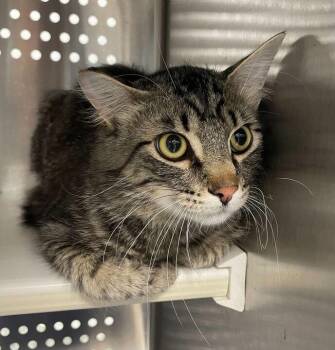 Theo -  Domestic Short Hair Cat Available for Adoption in Jackson, Michigan - Theo | PetCurious