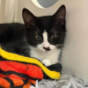 Billie -  Domestic Short Hair Cat for Adoption in Hampton Bays, New York - Billie | PetCurious