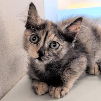 Red Velvet -  Domestic Short Hair Cat for Adoption in Reno, Nevada - Red Velvet | PetCurious