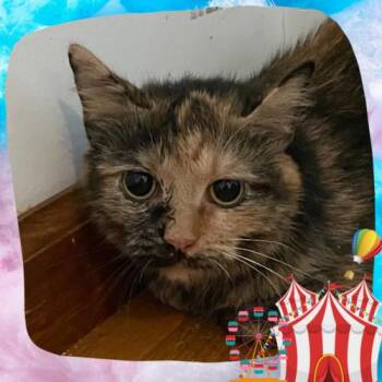 Domestic Short Hair Cats Available for Adoption - Oblina | PetCurious