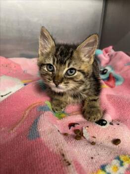 *FRANKIE -  Domestic Short Hair Cat for Adoption in Woodland, California - *FRANKIE | PetCurious