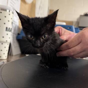 Graveler -  Domestic Medium Hair Cat for Adoption in Eureka Springs, Arkansas - Graveler | PetCurious