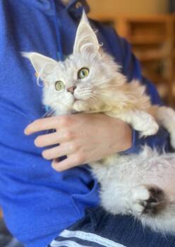 Maine Coon Cats Available for Adoption in Valparaiso, Indiana - ELGON | PetCurious