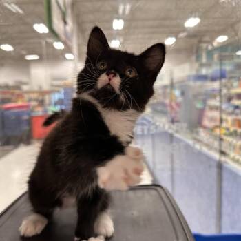 Arlon -  Domestic Medium Hair Cat for Adoption in Spokane, Washington - Arlon | PetCurious